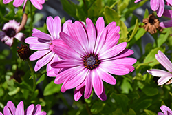 Sunny Violet Halo African Daisy (Osteospermum 'Sunny Violet Halo') at Stonegate Gardens
