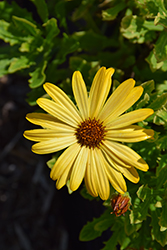 Sunny Glory African Daisy (Osteospermum 'Sunny Glory') at Stonegate Gardens