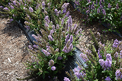 High Five Purple Butterfly Bush (Buddleia 'Podcept1') at A Very Successful Garden Center