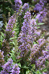 High Five Purple Butterfly Bush (Buddleia 'Podcept1') at A Very Successful Garden Center