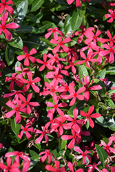 Soiree Kawaii Red Vinca (Catharanthus roseus 'Soiree Kawaii Red') at Stonegate Gardens