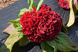Armor Red (Celosia 'Armor Red') at Stonegate Gardens