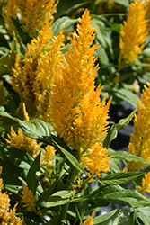 Century Yellow Celosia (Celosia 'Century Yellow') at Stonegate Gardens