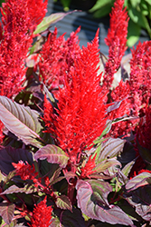 Century Red Celosia (Celosia 'Century Red') at Stonegate Gardens