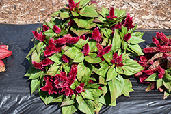 Kosmo Purple Red Celosia (Celosia 'Kosmo Purple Red') at Lakeshore Garden Centres