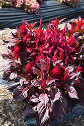 New Look Celosia (Celosia plumosa 'New Look') at Stonegate Gardens