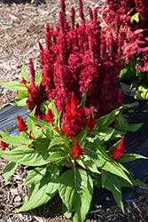 Fresh Look Red Celosia (Celosia 'Fresh Look Red') at Stonegate Gardens