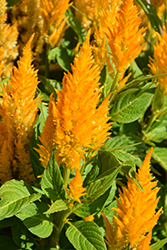 Fresh Look Gold Celosia (Celosia 'Fresh Look Gold') at Stonegate Gardens