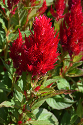 Kelos Fire Red Celosia (Celosia 'Kelos Fire Red') at Lakeshore Garden Centres