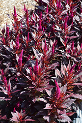 Kelos Fire Purple Celosia (Celosia 'Kelos Fire Purple') at Stonegate Gardens