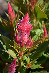Kelos Fire Pink Celosia (Celosia 'Kelos Fire Pink') at Stonegate Gardens