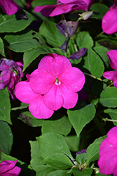 Beacon Violet Shades Impatiens (Impatiens walleriana 'PAS1357834') at A Very Successful Garden Center