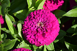 Zesty Purple Zinnia (Zinnia elegans 'Zesty Purple') at Lakeshore Garden Centres