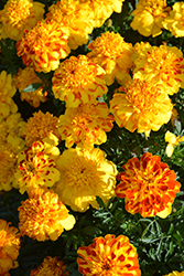 Flamenco Marigold (Tagetes patula 'PAS1224888') at Stonegate Gardens