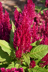 First Flame Purple Celosia (Celosia 'PAS1295065') at Lakeshore Garden Centres