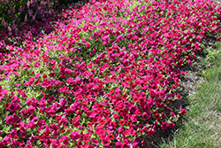 Wave Carmine Velour Petunia (Petunia 'PAS1302763') at Stonegate Gardens