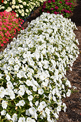 ColorRush White Petunia (Petunia 'ColorRush White') at Stonegate Gardens