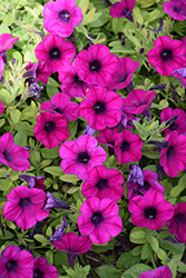 ColorRush Purple Petunia (Petunia 'Balcushurp') at Stonegate Gardens