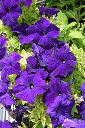 Success! HD Blue Petunia (Petunia 'Success! HD Blue') at Stonegate Gardens