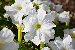 Success! HD White Petunia (Petunia 'Success! HD White') at Stonegate Gardens