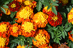 Super Hero Spry Marigold (Tagetes patula 'Super Hero Spry') at Stonegate Gardens