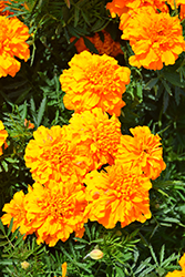 Super Hero Orange Marigold (Tagetes patula 'Super Hero Orange') at Stonegate Gardens