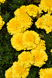 Super Hero Yellow Marigold (Tagetes patula 'Super Hero Yellow') at Stonegate Gardens