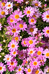 Aramis Pink Eye Marguerite Daisy (Argyranthemum frutescens 'Aramis Pink Eye') at Stonegate Gardens
