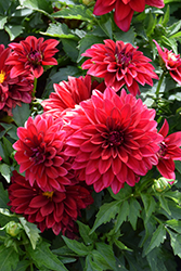 Lubega Power Red Dahlia (Dahlia 'Lubega Power Red') at Stonegate Gardens