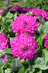 Lubega Power Violet Bicolor Dahlia (Dahlia 'Lubega Power Violet Bicolor') at Stonegate Gardens
