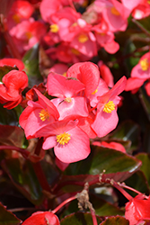 Viking Rose on Bronze Begonia (Begonia 'Viking Rose on Bronze') at Lakeshore Garden Centres