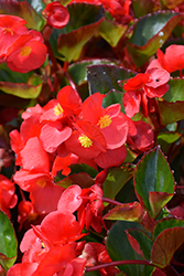 Viking Red on Green Begonia (Begonia 'Viking Red on Green') at Stonegate Gardens