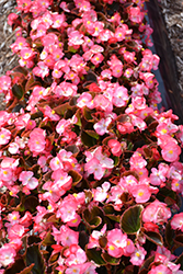 Senator IQ Rose Bicolor (Begonia 'Senator IQ Rose Bicolor') at Stonegate Gardens