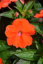 SunPatiens Vigorous Orange New Guinea Impatiens (Impatiens 'SAKIMP056') at Stonegate Gardens