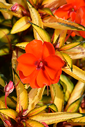 SunPatiens Vigorous Tropical Orange New Guinea Impatiens (Impatiens 'SAKIMP055') at Stonegate Gardens