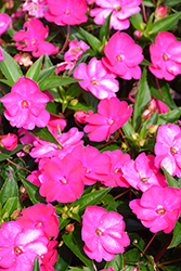 SunPatiens Vigorous Rose Pink New Guinea Impatiens (Impatiens 'SAKIMP052') at Lakeshore Garden Centres