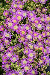 Suntropics Purple Ice Plant (Delosperma 'Suntropics Purple') at Stonegate Gardens