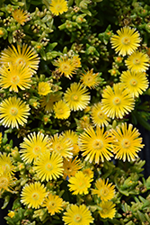 Suntropics Yellow Ice Plant (Delosperma 'Suntropics Yellow') at Lakeshore Garden Centres