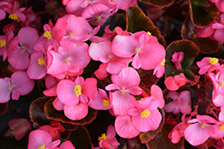 Cocktail Tequila Begonia (Begonia 'Cocktail Tequila') at Stonegate Gardens