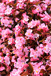 Cocktail Brandy Begonia (Begonia 'Cocktail Brandy') at Stonegate Gardens