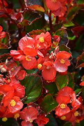 Ambassador Scarlet Begonia (Begonia 'Ambassador Scarlet') at Stonegate Gardens