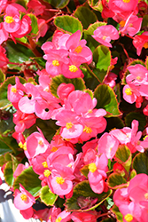 Ambassador Rose Begonia (Begonia 'Ambassador Rose') at Stonegate Gardens