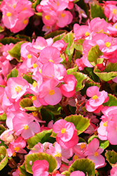 Ambassador Pink Begonia (Begonia 'Ambassador Pink') at Stonegate Gardens