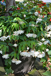 Illumination White Sparkle Begonia (Begonia 'Illumination White Sparkle') at Stonegate Gardens