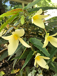 Bossa Nova Yellow Begonia (Begonia boliviensis 'Bossa Nova Yellow') at Stonegate Gardens
