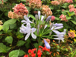 Baby Blue African Agapanthus (Agapanthus africanus 'Baby Blue') at Stonegate Gardens