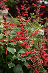 Roman Red Salvia (Salvia 'Roman Red') at Stonegate Gardens