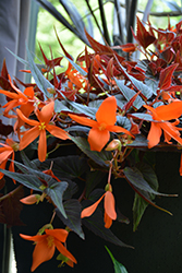 Summerwings Ebony and Orange Begonia (Begonia 'Summerwings Ebony and Orange') at Stonegate Gardens