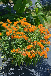 Butterfly Weed (Asclepias tuberosa) at Stonegate Gardens