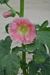 Halo Pink Hollyhock (Alcea rosea 'Halo Pink') at A Very Successful Garden Center